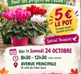 Grande vente de cyclamens !